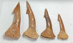 Haaientanden gezien - Fossiele tanden - Dientes naturales y, Verzamelen, Mineralen en Fossielen