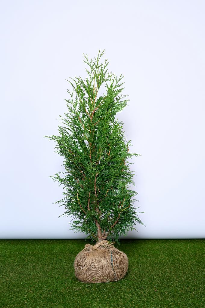 Conifeer - Thuja Plicata Martin - Haagplanten, Tuin en Terras, Planten | Struiken en Hagen, Ophalen of Verzenden