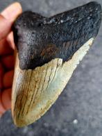 Megalodon - Fossiele tand - 10.4 cm - 7.3 cm, Verzamelen