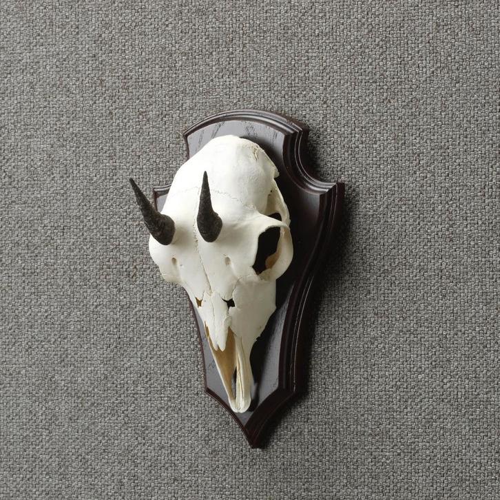Gems Schedel Taxidermie Opgezette Dieren By Max, Verzamelen, Dierenverzamelingen, Opgezet dier, Nieuw, Wild dier, Ophalen of Verzenden