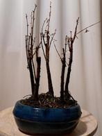 Bosquet de métasequoia dans une coupe à bonsaï - Hauteur