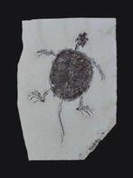 Supergrote Chinese schildpad - Gefossiliseerd dier -, Verzamelen