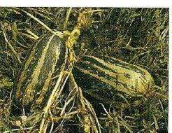 Citrouille de touraine pompoen, Hobby en Vrije tijd, Knutselen, Nieuw