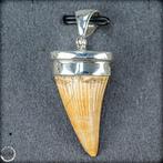 Pendentif en dent de Mosasaurus fossile naturel Argent