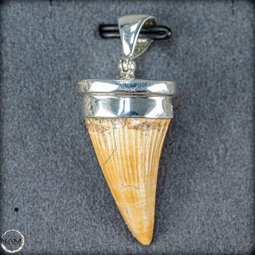 Pendentif en dent de Mosasaurus fossile naturel Argent, Verzamelen, Mineralen en Fossielen