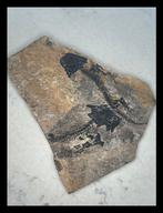 Discosauriscus Pulcherrimus - Fossiele matrix - 23 cm