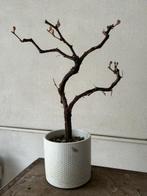 bonsaï de Vitis vinifera - Hauteur (arbre) : 40 cm -