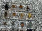 Collection thématique - 12x Insect, Antiek en Kunst