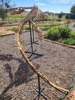 Mosasaurus - Fossiel skelet - 4.5 m, Verzamelen