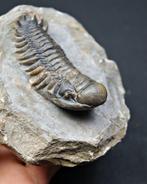 Trilobite - Animal fossilisé - Crotalocephalus gibbus, Verzamelen, Mineralen en Fossielen