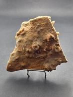 Fossiel - Gefossiliseerd dier - piece of seabed hundreds of, Verzamelen, Mineralen en Fossielen