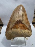 Megalodon - Fossiele tand - Carcharocles megalodon - 15.3 cm, Verzamelen