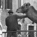 Cameraphoto Epoche/Vittorio Pavan - Circo Togni, dromedario