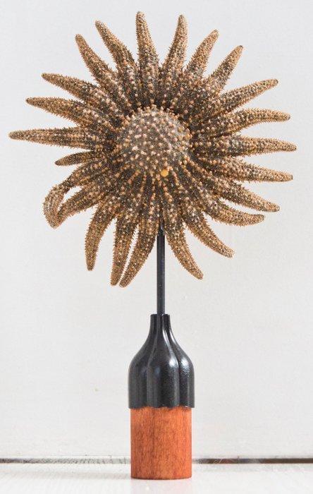 Étoile de mer girasol. Support de corps entier pour, Collections, Collections Animaux