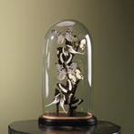 Vlinders in Stolp Taxidermie Opgezette Dieren By Max, Verzamelen, Ophalen of Verzenden, Nieuw, Insect, Opgezet dier