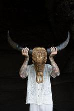 Sans réserve - C - Crâne authentique de buffle deau brun,, Antiquités & Art