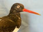 Bécasse de mer Support de corps entier pour taxidermie -, Verzamelen, Nieuw