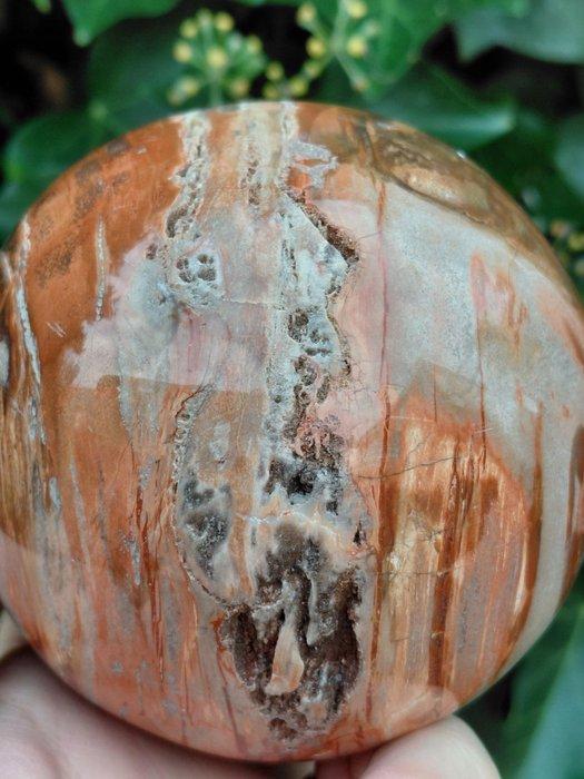 Prachtige gepolijste versteend houten bol - Hoogte: 8.5 cm-, Verzamelen, Mineralen en Fossielen