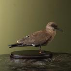 Incastern Taxidermie Opgezette Dieren By Max, Ophalen of Verzenden, Nieuw, Vogel, Opgezet dier