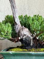Jeneverbes bonsai (Juniperus) - Hoogte (boom): 27 cm -