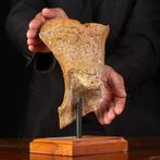 Bevroren erfenis - Fossiel bot - Mammuthus primigenius - 28