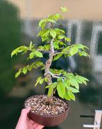 Carpinus bonsai (Carpinus) - Hoogte (boom): 40 cm - Diepte