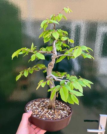 Carpinus bonsai (Carpinus) - Hoogte (boom): 40 cm - Diepte