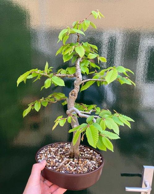 Carpinus bonsai (Carpinus) - Hoogte (boom): 40 cm - Diepte, Antiek en Kunst, Curiosa en Brocante