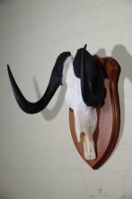Black Wildebeest Schedel - Connochaetes gnou - 27 cm - 48 cm, Verzamelen, Dierenverzamelingen, Nieuw