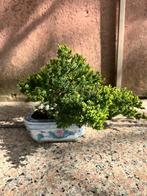 Jeneverbes bonsai (Juniperus) - Hoogte (boom): 15.5 cm -, Antiquités & Art, Art | Peinture | Classique