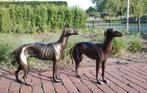 Beeldje - A pair of greyhounds - IJzer
