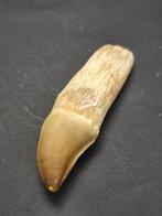 Mosasaurus - Gefossiliseerd dier - 6 cm (Zonder