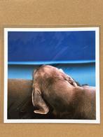 William Wegman - Shore