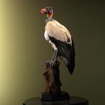 King Vulture - Taxidermie volledige montage - Sarcoramphus