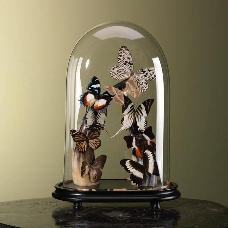 Vlinders in Stolp Taxidermie Opgezette Dieren By Max, Collections, Collections Animaux, Enlèvement ou Envoi