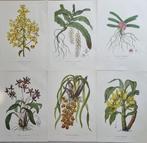 Maxim Gauci / John Lindley - Lot. of 16 sheets - Sertum, Antiek en Kunst