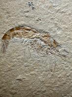 Garnalensterfteplaat x 3 - Fossiel rugschild - Carpopenaeus