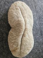 Probablement champignon/ plaque Corail - Fungiidae (Sans, Nieuw