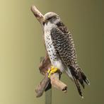 Hybride Valk Taxidermie Opgezette Dieren By Max, Ophalen of Verzenden, Nieuw, Vogel, Opgezet dier