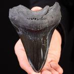 Zeer grote Megalodon-haaientand - - Fossiele tand -, Verzamelen