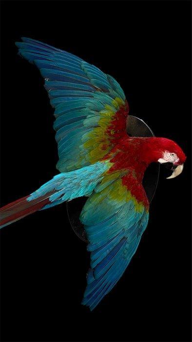 Ara Taxidermie volledige montage - Ara chloropterus - 90 cm, Collections, Collections Animaux