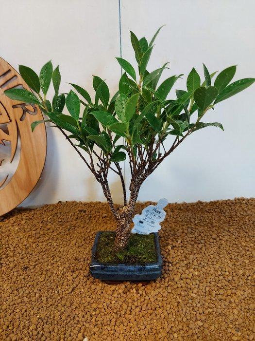 Vijgenboom bonsai (Ficus) - Hoogte (boom): 33 cm - Diepte, Antiek en Kunst, Curiosa en Brocante