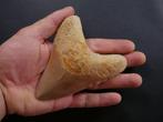 Megalodon - Fossiele tand - 11.5 cm, Verzamelen, Mineralen en Fossielen