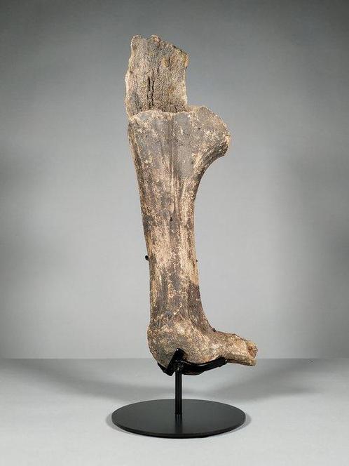 Partie des cornes du mégacéros - Os fossilisé - Megaloceros, Verzamelen, Mineralen en Fossielen