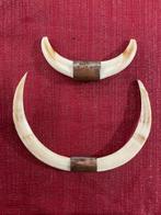 Everzwijn Slagtand - Sus scrofa - 18 cm - 15 cm - 1 cm-