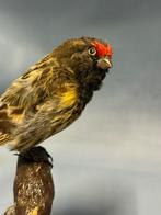 Roodvoorhoofdkanarie Taxidermie volledige montage - Serinus, Nieuw
