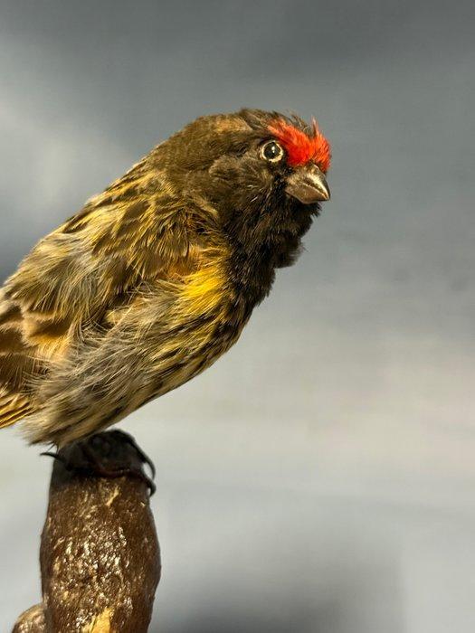 Roodvoorhoofdkanarie Taxidermie volledige montage - Serinus, Verzamelen, Dierenverzamelingen