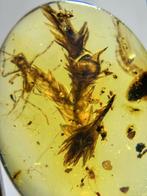 Barnsteen - Cricket eating leavesv - 12.8 mm - 9.5 cm