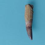 Dinosaurus - Fossiele tand - Spinosaurus aegyptiacus - 78 mm, Verzamelen