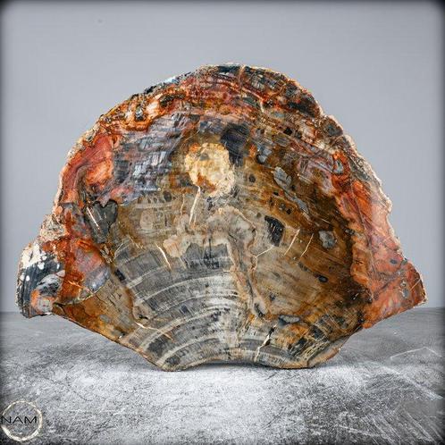 Natuurlijke handgepolijste plak Versteend hout- 3990.22 g, Verzamelen, Mineralen en Fossielen